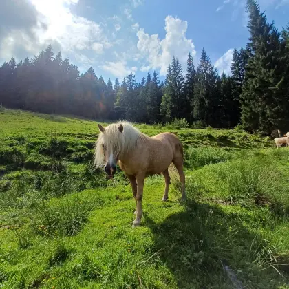 Verkaufe Haflingermix-Stute