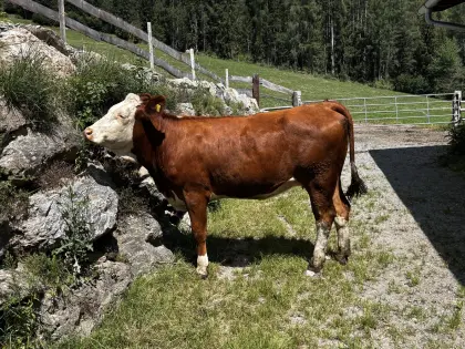 Trächtige Fleckvieh-Kalbin