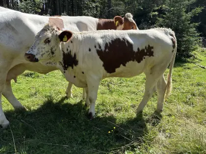 Pustertaler Sprinzen