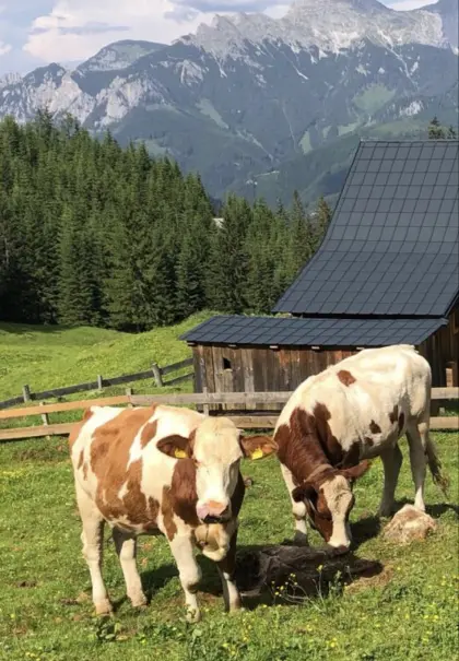 Bio-Kalbinnen ZZU