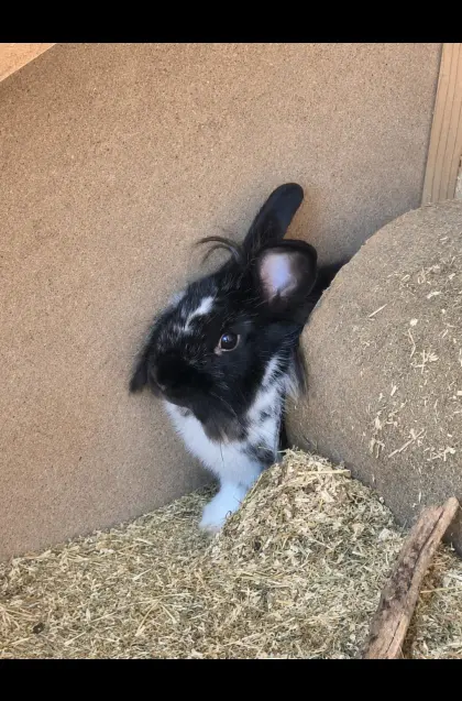 Zwergkaninchen