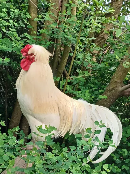 Hahn Fridolin zu verschenken
