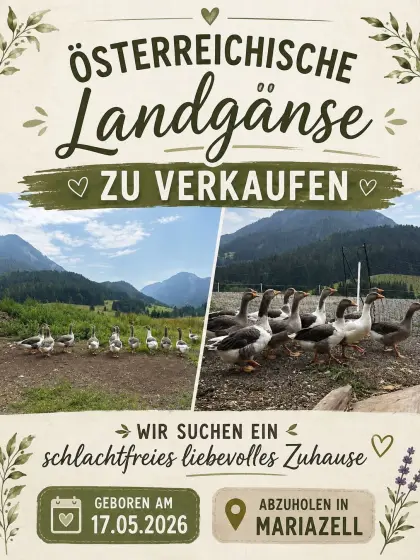 Landgänse