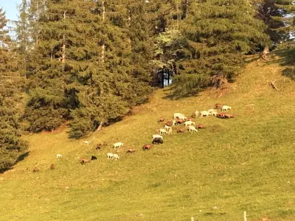 Ziegen