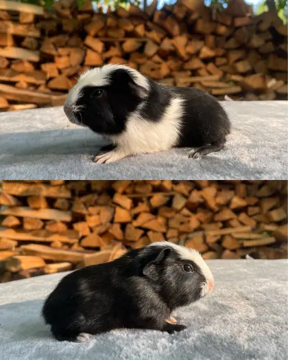 English Crested Schwarz-Weiß, Zuchtauflösung