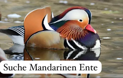 Suche!