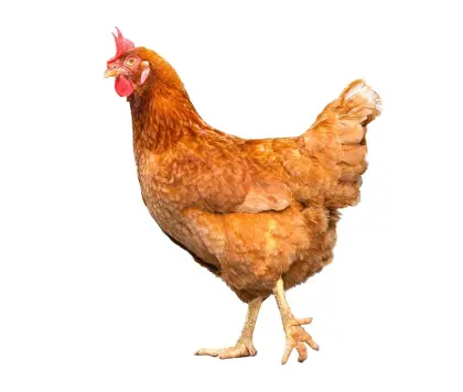 Legehühner abzugeben