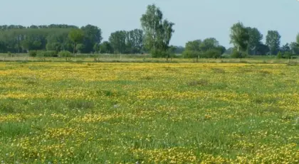 Wiesenfläche gesucht