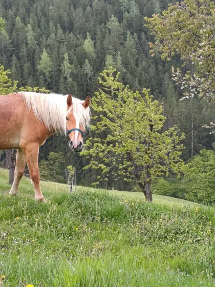 Haflingerwallach Aurin