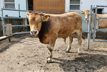 Murbodner Jungstier