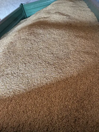 Futtergerste