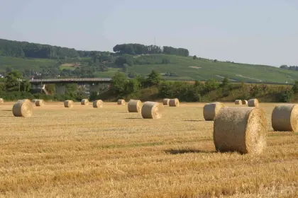 Weizenstroh Rundballen 1,50 m Einstreu