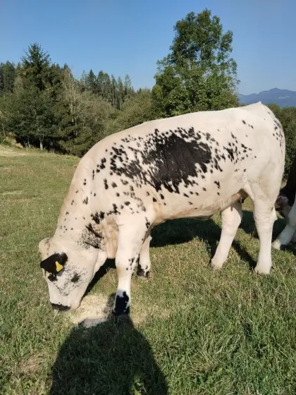 Pustertaler Sprinzen Kalbin (Bio)