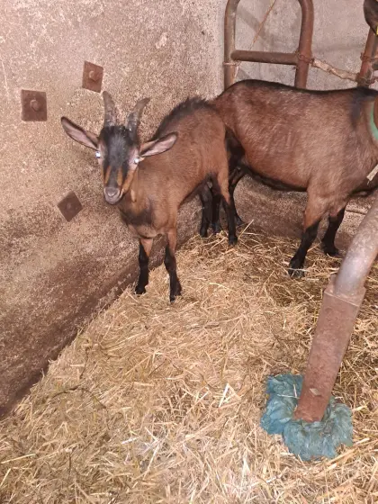 Gemsfärbige Gebirgsziege, 4 Monate altes Bocklamm (Zwilling)