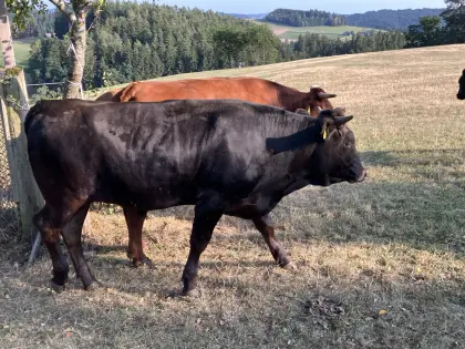 Wagyu Fullblood Ochse, Bio