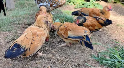 Zwerghähne