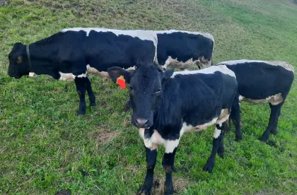 Reinrassiges schwarzes Pinzgauer Kalb