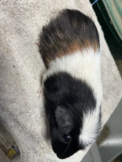 Weibliche Meerschweinchen