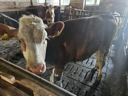 Bio-Kalb
