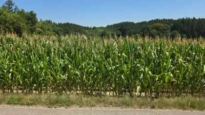 Mais ab Feld