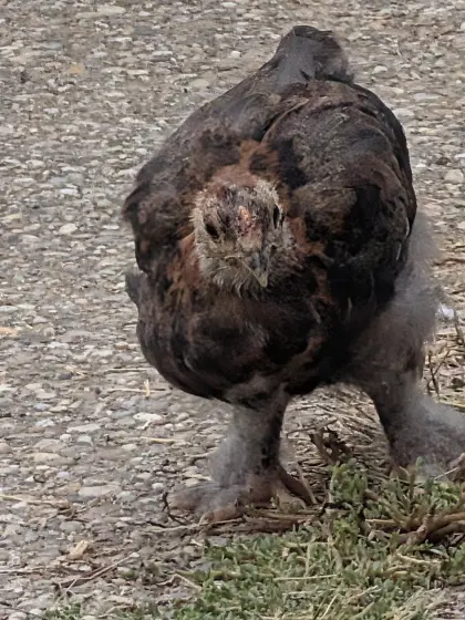 Junghähne, Küken abzugeben