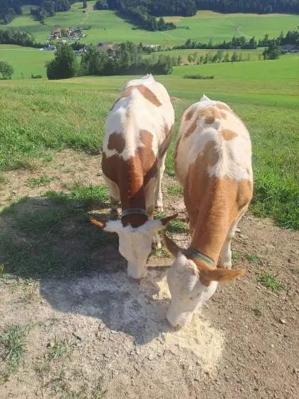 Weibliche Kuhkälber