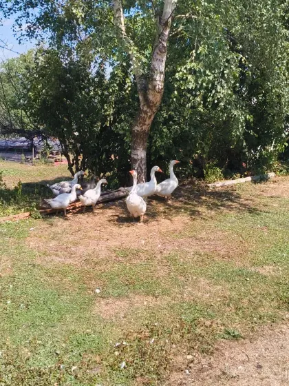 Gänse, Ganter