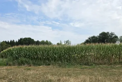 Silomais zu verkaufen