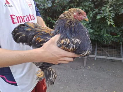 Reinrassige Goldbrahmahähne abzugeben