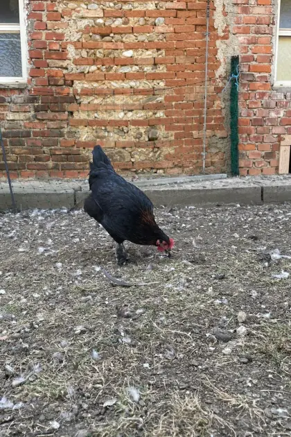 Marans-Hennen