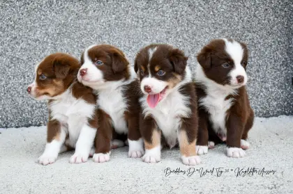 Australian Shepherd Welpen, reinrassig, ASCA-Papiere