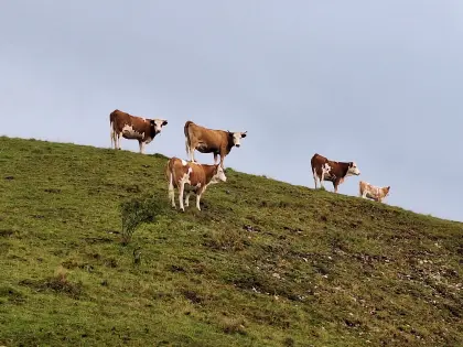 Hinterwälder Kuh, Kalb, Ferse, Kalbin, Rind