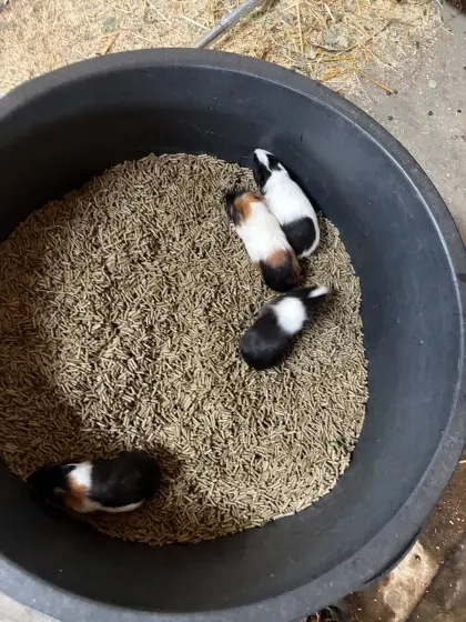 4 Meerschweinchen, Weibchen