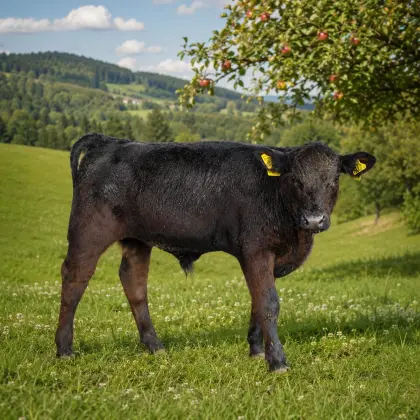 Bio-Angus-Stierkalb als künftiger Sprungstier