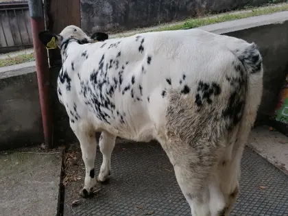 Weißblauer Belgier Kalbin Bio