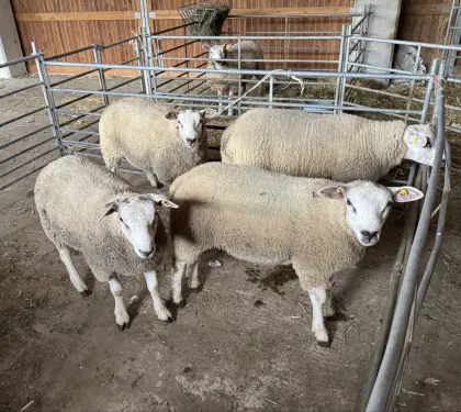 Texel-Zuchtwidder
