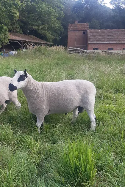 Kerry Hill Herdbuchbock