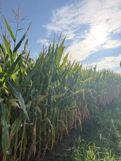 Maissilageballen 2026 jetzt vorbestellen