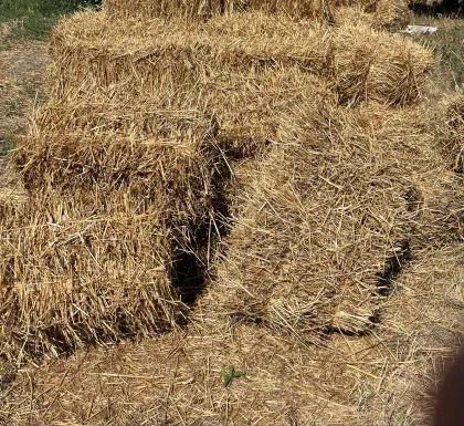 Bio-Stroh Hafer Kleinballen