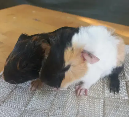 Meerschweinchen, Weibchen, Männchen