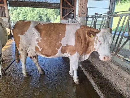 FV Kuh trächtig
