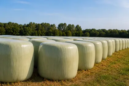 Maisballen, Ernte 2026, jetzt vorbestellen