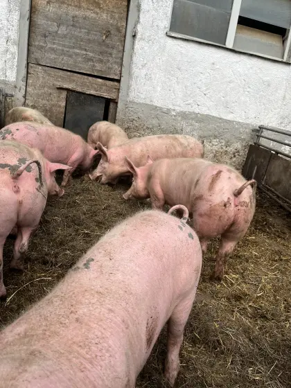 Bio Schweinehälften