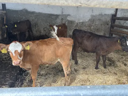 Bio-Fresser, weiblich