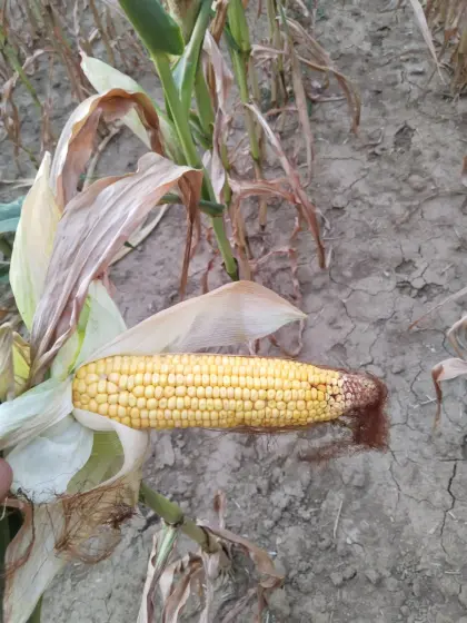 Silomais ab Feld 2,5 ha