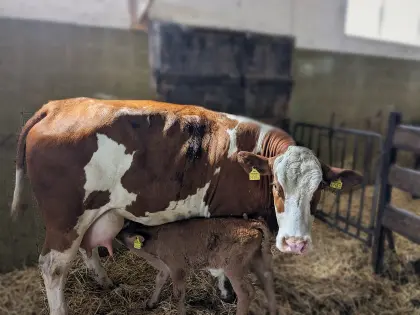 Verkaufe Erstlings-Bio-Mutterkuh mit Kalb, Rasse FV