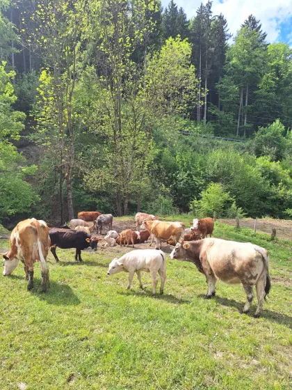 Suche Brachfläche zum Mähen