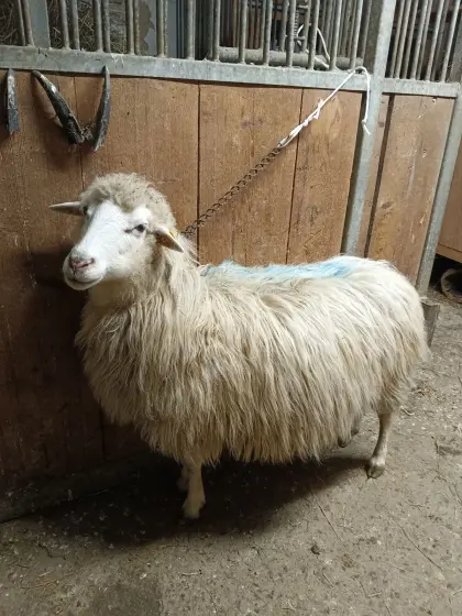 Kreinersteinschaf