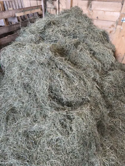Suche Grummet und Silage