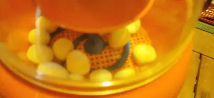 Serama Küken